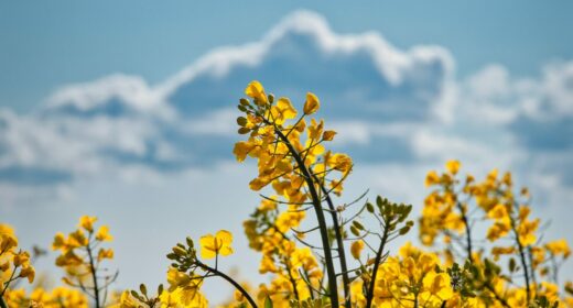 fleurs jaunes